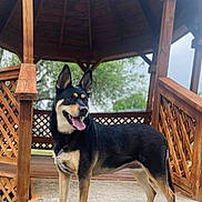 Firu joined the competition — help win amazing prizes! dog, canine, animal, outdoor, gazebo, wooden_structure, concrete, path, greenery, trees, happy, tongue_out, ears_up, pet, nature, daylight, standing, fur, black_and_tan, smiling