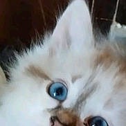 Aja participe au concours pour gagner de l'argent avec cette photo : cat, blue_eyes, fluffy, close_up, pet, animal, feline, white_fur, curious, indoor, face, whiskers, cute, nose, ear, portrait, domestic_animal, soft_fur, whisker_spots, looking