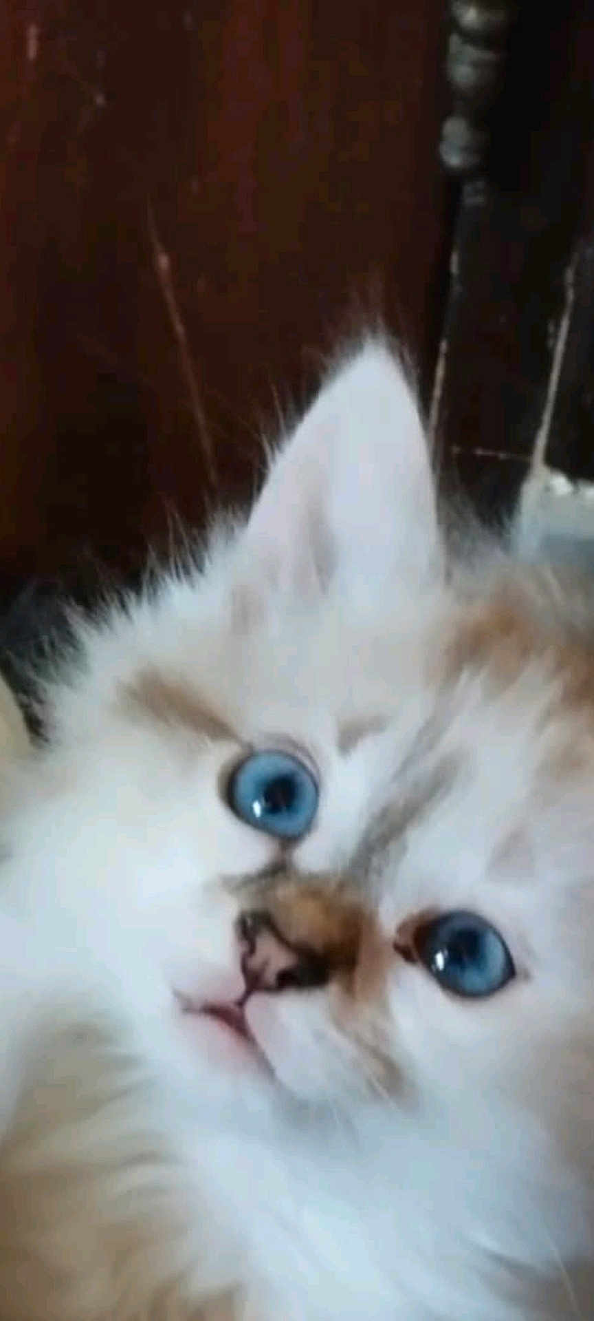 Aja participe au concours pour gagner de l'argent avec cette photo : cat, blue_eyes, fluffy, close_up, pet, animal, feline, white_fur, curious, indoor, face, whiskers, cute, nose, ear, portrait, domestic_animal, soft_fur, whisker_spots, looking