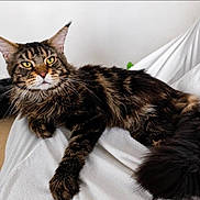 Marvel a rejoint le concours — aidez-le/la à gagner de superbes lots ! animal, blanket, cat, closeup, cozy, domestic_animal, ears, feline, fur, home, indoor, lying_down, maine_coon, pet, portrait, relaxed, tail, whiskers, white, yellow_eyes