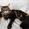 animal, blanket, cat, closeup, cozy, domestic_animal, ears, feline, fur, home, indoor, lying_down, maine_coon, pet, portrait, relaxed, tail, whiskers, white, yellow_eyes