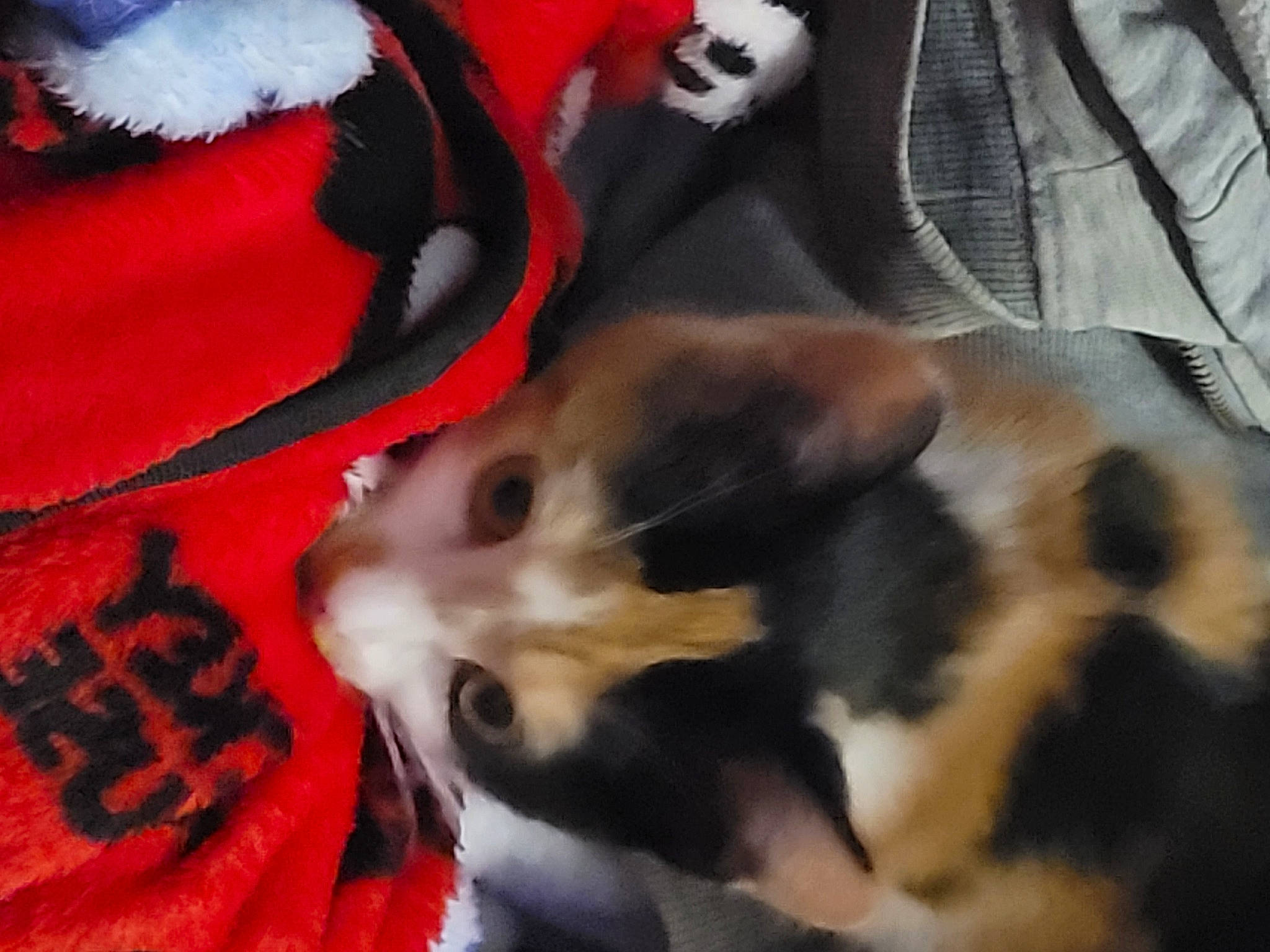 Delilah joined the competition — help win amazing prizes! canidae, carmine, carnivore, cat, comfort, companion_dog, dog_breed, domestic_short_haired_cat, felidae, fur, linens, pattern, paw, sleeve, small_to_medium_sized_cats, snout, tail, whiskers