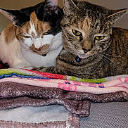 Delilah Nova is registered to the contest to win money with this photo: cat, feline, pets, two_cats, blanket, cozy, snuggling, fur, tabby_cat, calico_cat, indoor, resting, close_up, sleepy, collar, domestic_animal, animal, friendship, cute, mammal