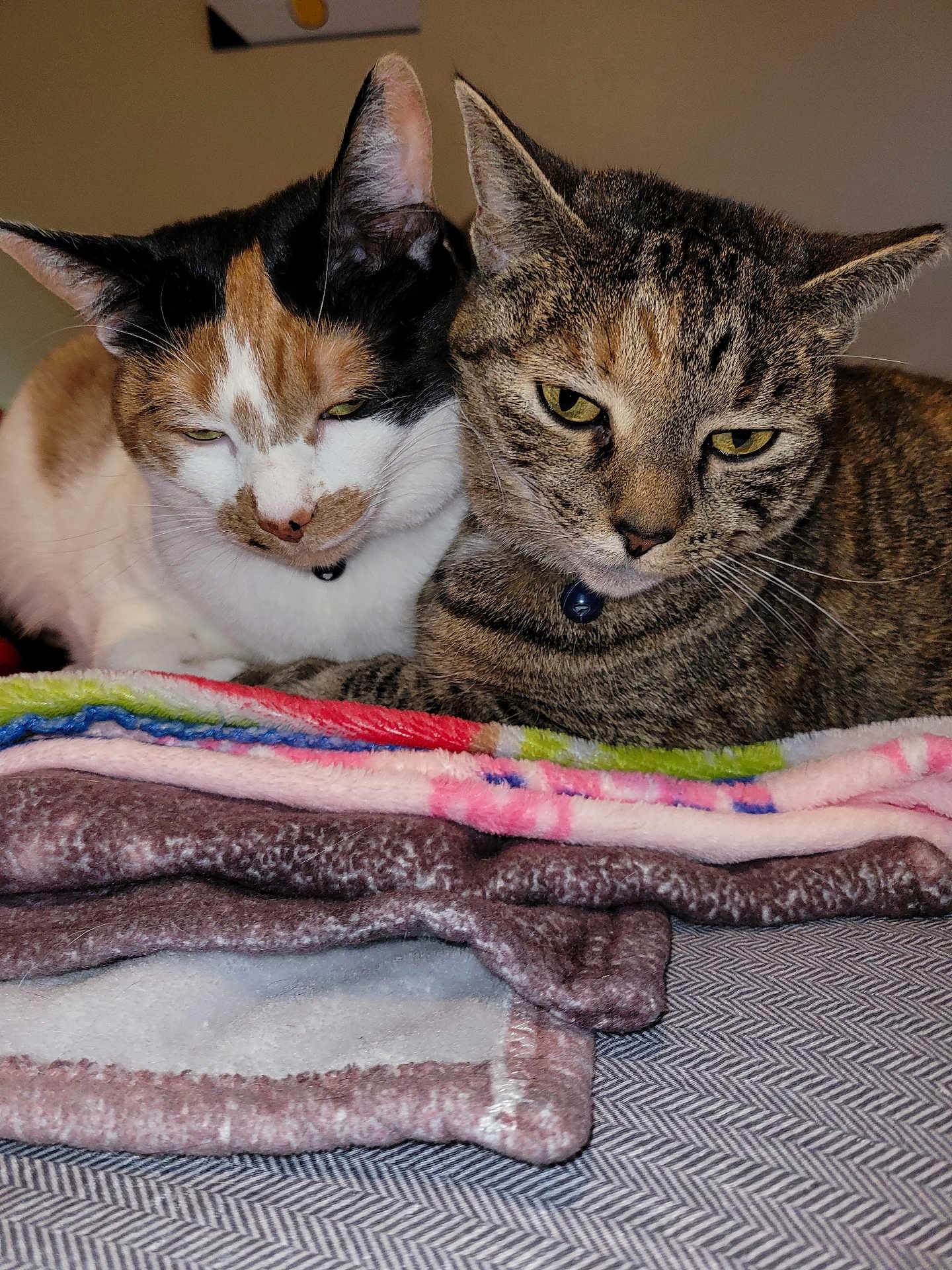 Delilah Nova is registered to the contest to win money with this photo: cat, feline, pets, two_cats, blanket, cozy, snuggling, fur, tabby_cat, calico_cat, indoor, resting, close_up, sleepy, collar, domestic_animal, animal, friendship, cute, mammal