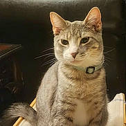 Sammy is registered to the contest to win money with this photo: blanket, brown, cat, collar, cozy, ears, feline, fur, gift_bag, gray, indoor, leather_couch, pet, sitting, striped, tabby_cat, tail, tissue_paper, whiskers, white_paws