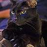 alert, animal, black_cat, cat, claws, close_up, cute, domestic_cat, feline, fur, indoor, mammal, paw, pet, portrait, relaxed, resting, soft_lighting, whiskers, yellow_eyes
