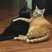 Bubbalicous is registered to the contest to win money with this photo: cat, cats, black_cat, orange_tabby, pets, animals, indoor, wooden_floor, flooring, affection, companionship, fur, whiskers, tail, ears, relaxing, cute, looking, domestic, mammal