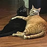 affection, animals, black_cat, cat, cats, companionship, cute, domestic, ears, flooring, fur, indoor, looking, mammal, orange_tabby, pets, relaxing, tail, whiskers, wooden_floor