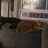 animal, black_cat, cat, couch, cozy, domestic_animal, feline, furniture, home, indoor, living_room, nap, orange_cat, pets, quiet, relaxation, resting, sleeping, sofa, window_air_conditioner