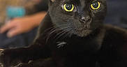 Bubbalicous joined the competition — help win amazing prizes! animal, background_blur, black_cat, cat, claws, close_up, domestic_cat, face, feline, focused_eyes, fur, indoor, laying, pet, portrait, relaxed, sharp_claws, texture, whiskers, yellow_eyes