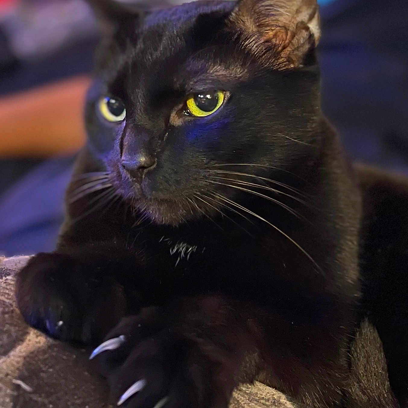 Onyx Fritz joined the competition — help win amazing prizes! animal, black_cat, cat, claw, claws, close_up, curious, domestic_cat, feline, fur, indoor, mammal, paw, pet, portrait, relaxed, resting, soft_focus, whiskers, yellow_eyes