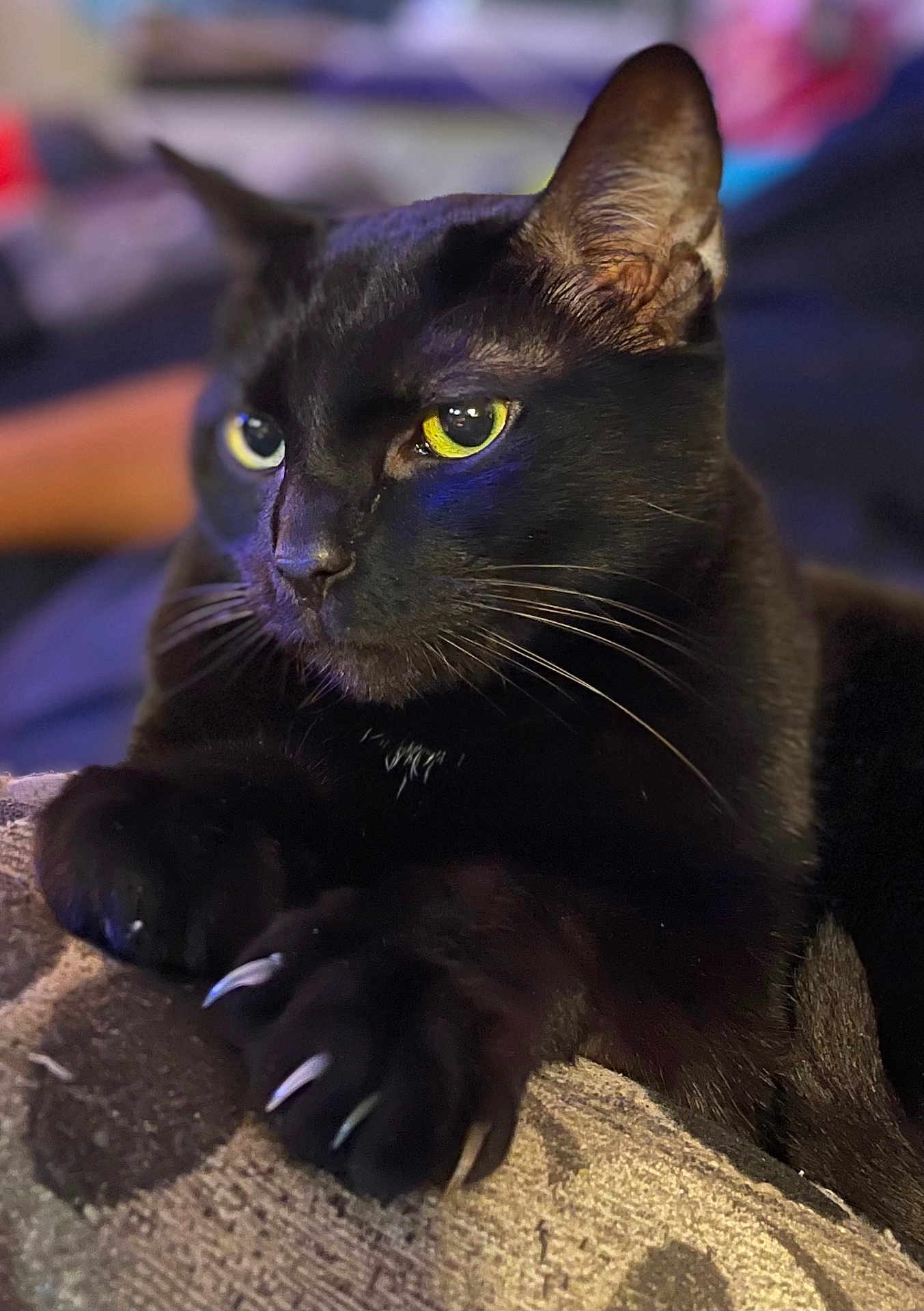Onyx Fritz joined the competition — help win amazing prizes! animal, black_cat, cat, claw, claws, close_up, curious, domestic_cat, feline, fur, indoor, mammal, paw, pet, portrait, relaxed, resting, soft_focus, whiskers, yellow_eyes