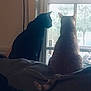Onyx Fritz joined the competition — help win amazing prizes! animal, black_cat, cat, companions, couch, domestic_animal, feline, furniture, indoor, looking_out, natural_light, orange_tabby, pet, quiet, relaxing, side_view, silhouette, tail, two_cats, window