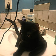 Onyx Fritz is registered to the contest to win money with this photo: animal, bathroom, black_cat, blue_wall, blurred, cat, claw, cord, countertop, domestic_cat, faucet, feline, household, indoor, listerine, pet, plug_outlet, resting, sink, tiles