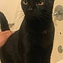 Onyx Fritz is registered to the contest to win money with this photo: animal, bathroom, bathtub, black_cat, cat, closeup, curious, domestic_animal, ears, feline, fur, hand, human, indoor, light_background, pet, standing, tail, whiskers, yellow_eyes
