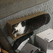 Sugar Pig joined the competition — help win amazing prizes! box, cardboard, carnivore, carton, cat, cat_supply, comfort, domestic_short_haired_cat, felidae, fur, grey, hardwood, packaging_and_labeling, pet_supply, room, shipping_box, small_to_medium_sized_cats, tail, whiskers, wood