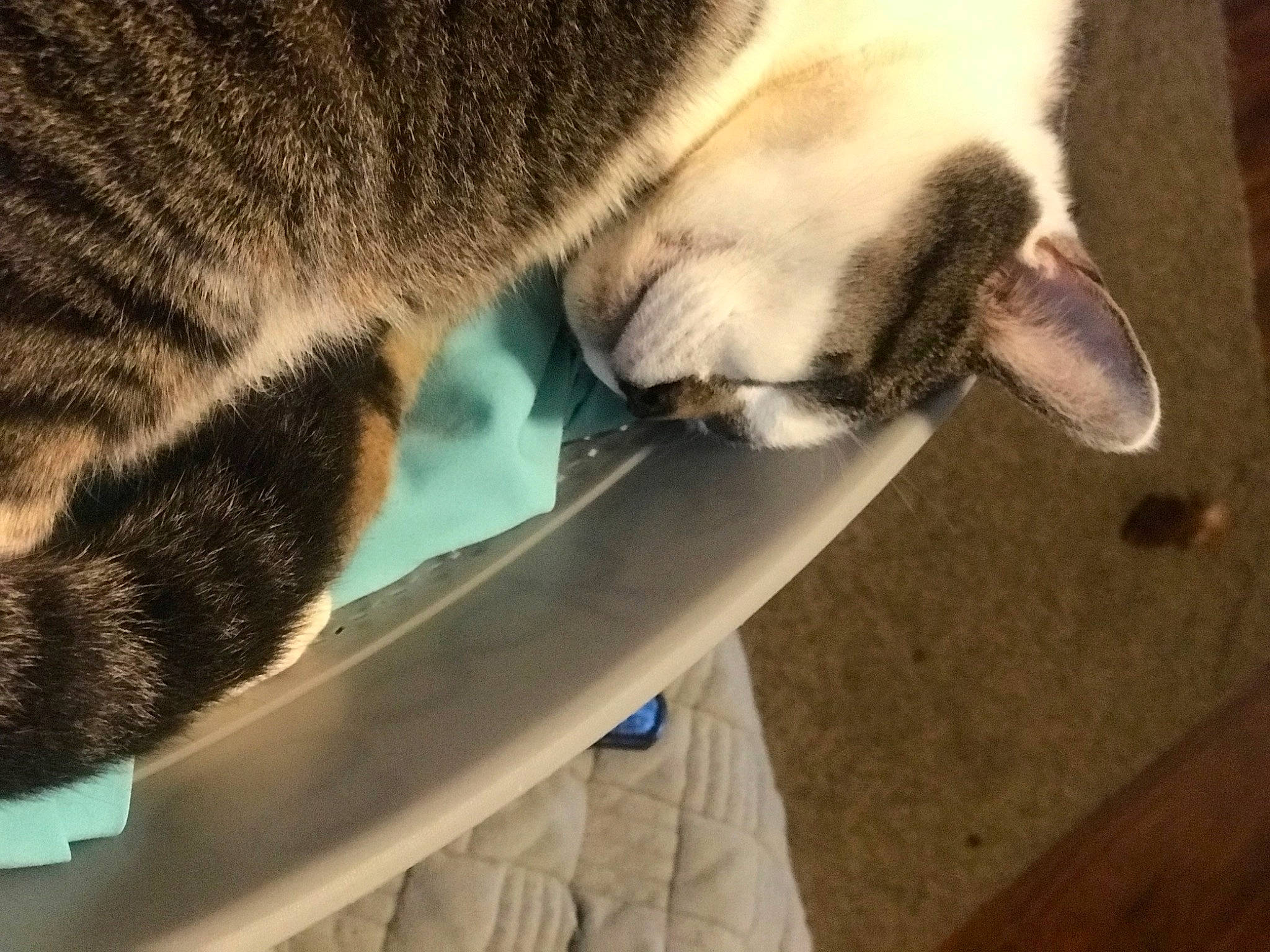 Sugar Pig joined the competition — help win amazing prizes! canidae, carnivore, cat, cat_supply, comfort, dog_breed, domestic_short_haired_cat, fawn, felidae, fur, nap, paw, small_to_medium_sized_cats, snout, sporting_group, tail, terrestrial_animal, whiskers, wildlife, wood