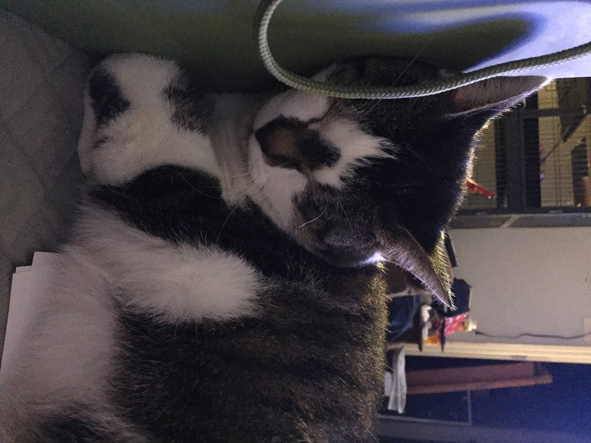 Sugar Pig is registered to the contest to win money with this photo: black_cat, canidae, carnivore, cat, cloud, comfort, companion_dog, dog_breed, domestic_short_haired_cat, eye, felidae, fur, human_leg, lap, paw, small_to_medium_sized_cats, snout, sporting_group, tail, whiskers