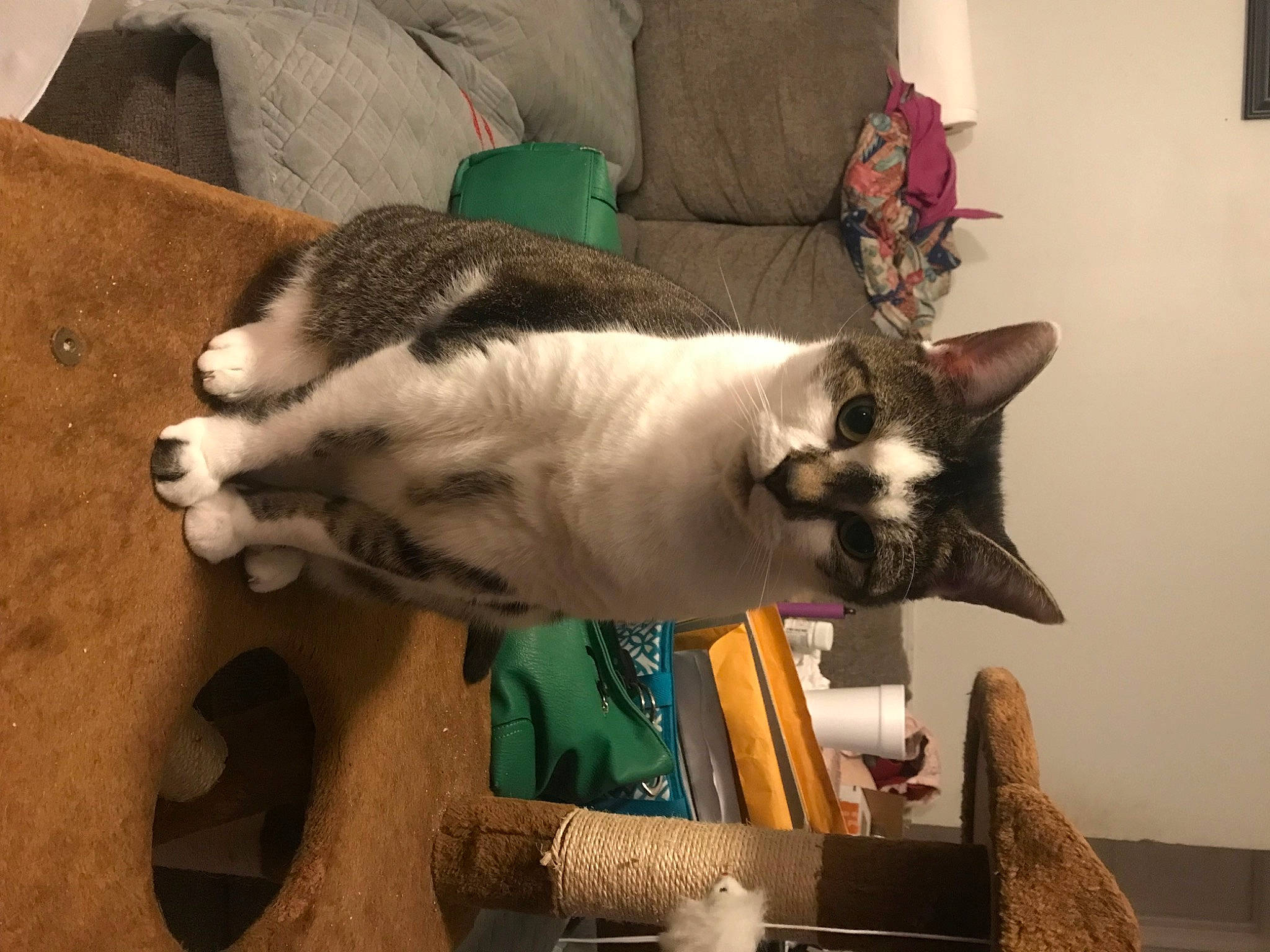 Sugar Pig is registered to the contest to win money with this photo: canidae, carnivore, cat, collar, comfort, companion_dog, couch, dog_breed, domestic_short_haired_cat, felidae, fur, houseplant, pet_supply, plant, siamese, sleeper_chair, small_to_medium_sized_cats, tail, thai, whiskers