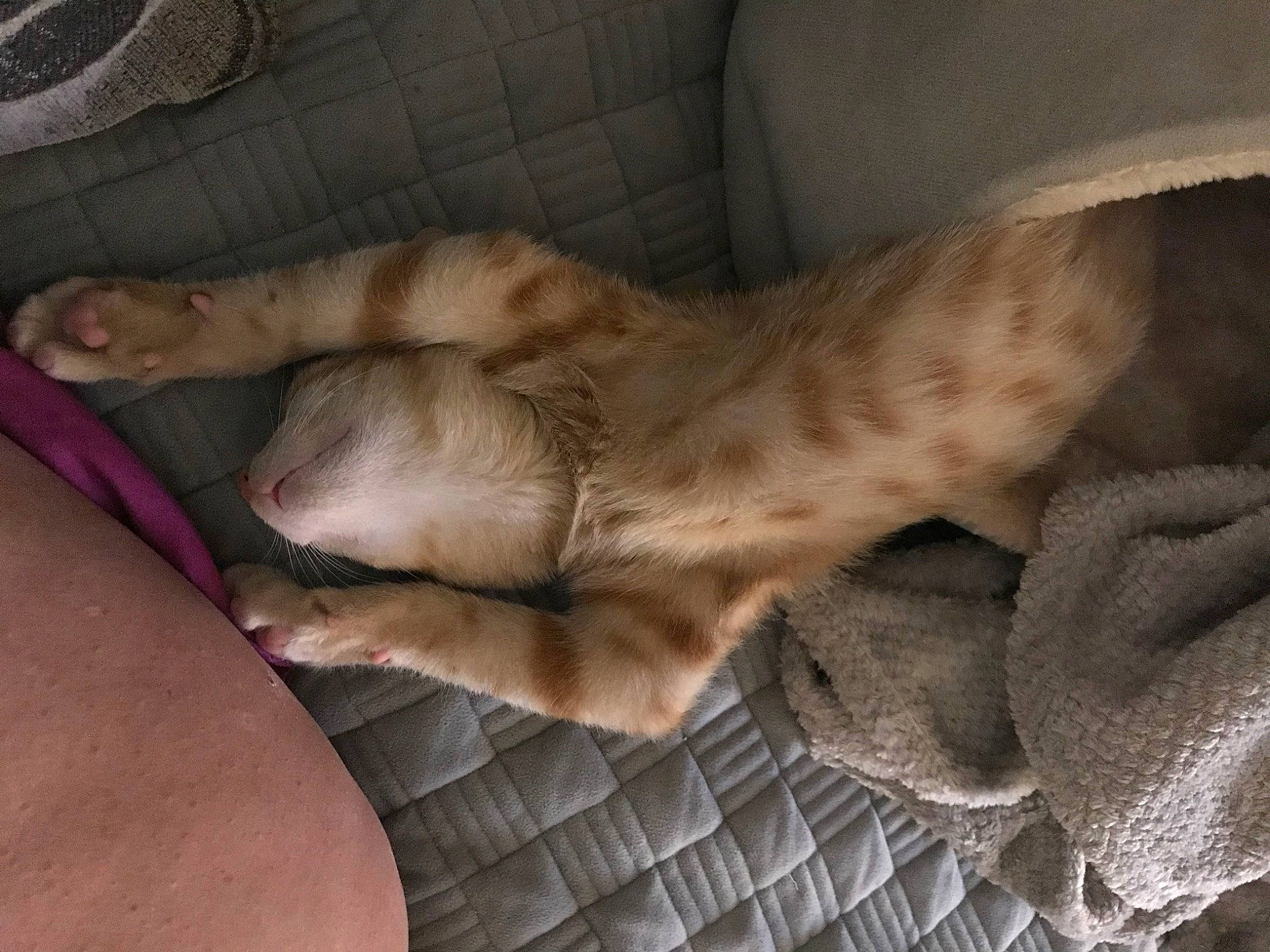 Garfield Flash is registered to the contest to win money with this photo: canidae, carnivore, comfort, companion_dog, dog, dog_breed, fawn, felidae, foot, fur, human_leg, linens, liver, nap, paw, sporting_group, tail, terrestrial_animal, thigh, whiskers