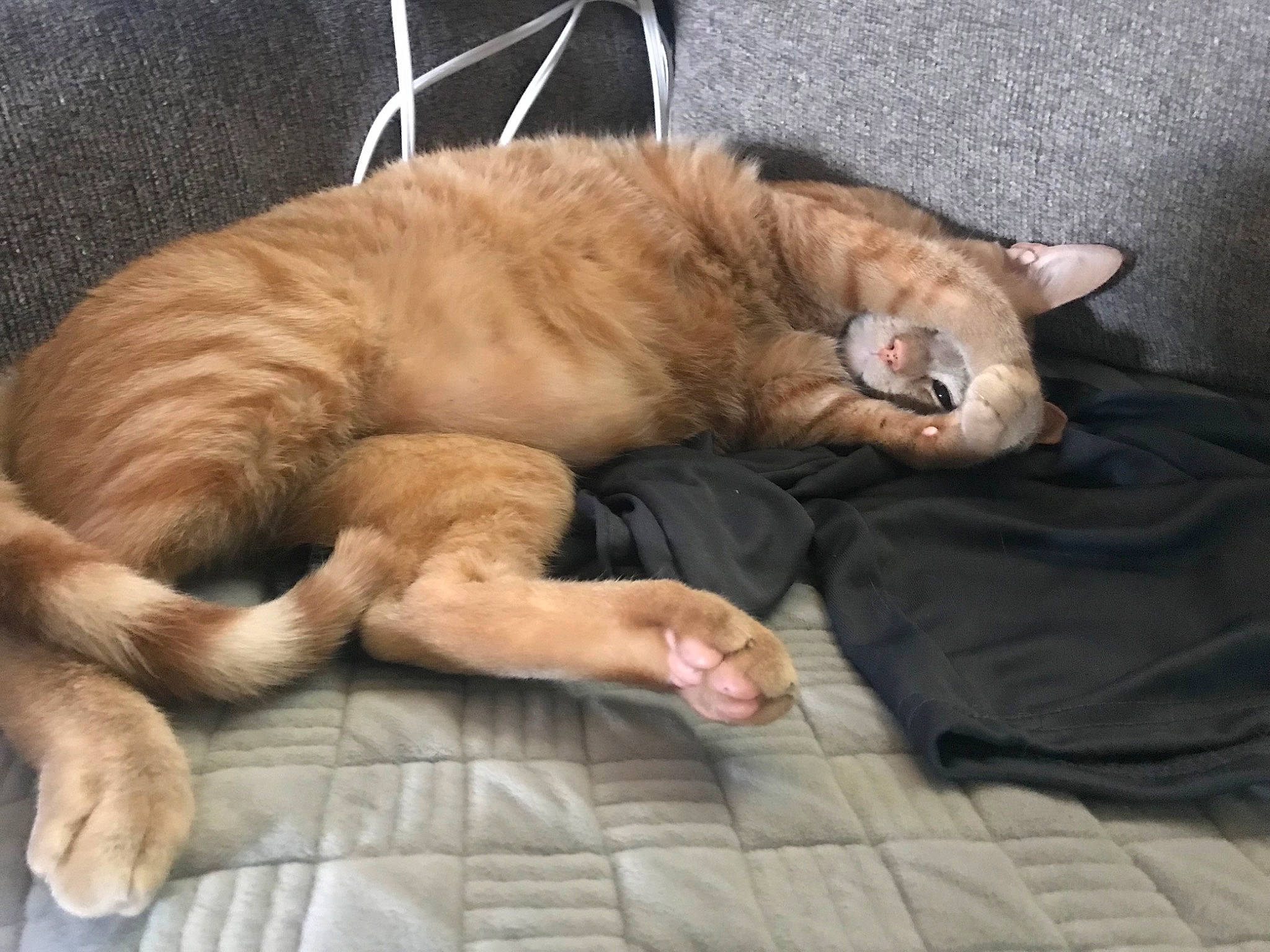 Garfield Flash is registered to the contest to win money with this photo: canidae, carnivore, cat, claw, comfort, companion_dog, dog_breed, domestic_short_haired_cat, eye, fawn, felidae, fur, gesture, nap, paw, small_to_medium_sized_cats, snout, sporting_group, tail, whiskers