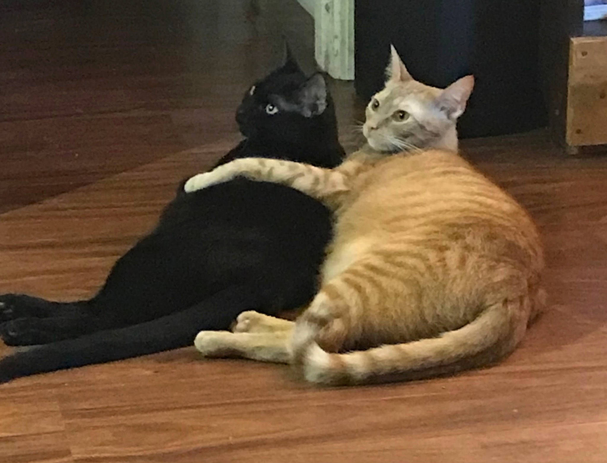 Garfield Flash is registered to the contest to win money with this photo: carnivore, cat, claw, comfort, domestic_short_haired_cat, fawn, felidae, flooring, fur, grey, hardwood, mammal, paw, small_to_medium_sized_cats, snout, tail, vertebrate, whiskers, wood, wood_flooring