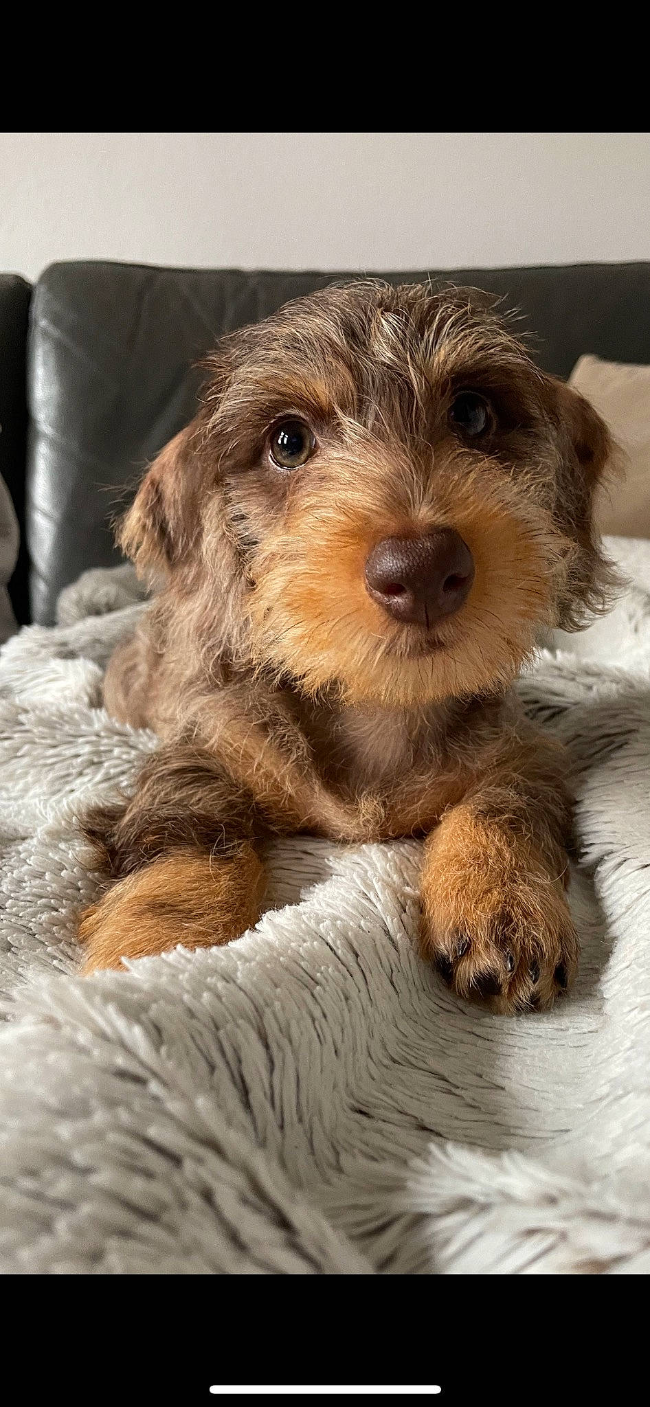 Aïko a rejoint le concours — aidez-le/la à gagner de superbes lots ! canidae, carnivore, companion_dog, dog, dog_breed, fur, liver, small_terrier, snout, sporting_group, terrestrial_animal, terrier, toy_dog, working_animal, working_terrier