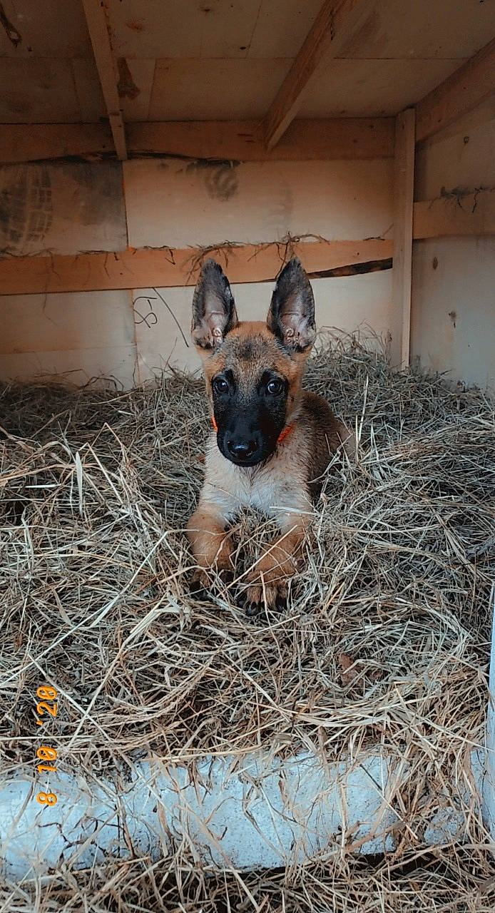 Samar is registered to the contest to win money with this photo: animal_shelter, belgian_shepherd_malinois, canidae, carnivore, dog, dog_breed, fawn, german_shepherd_dog, mammal, snout, vertebrate