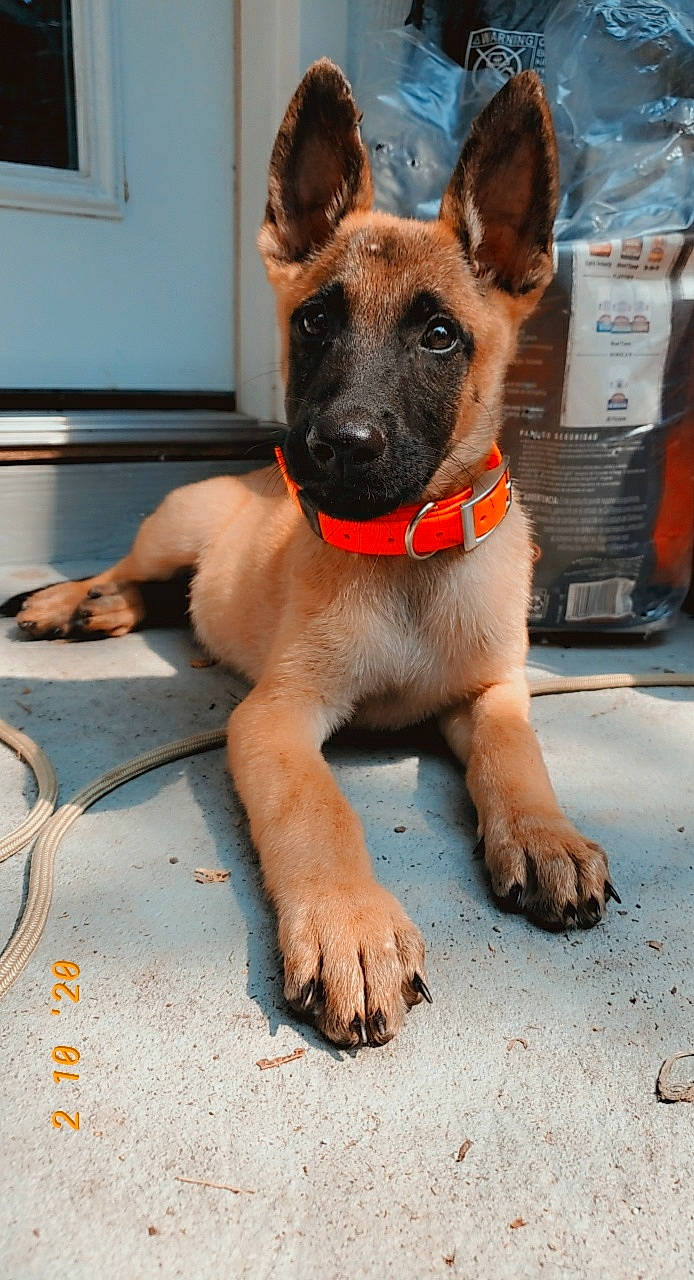 Samar joined the competition — help win amazing prizes! belgian_shepherd_malinois, canidae, carnivore, dog, dog_breed, fawn, formosan_mountain_dog, german_shepherd_dog, mammal, rare_breed_dog, snout, street_dog, vertebrate