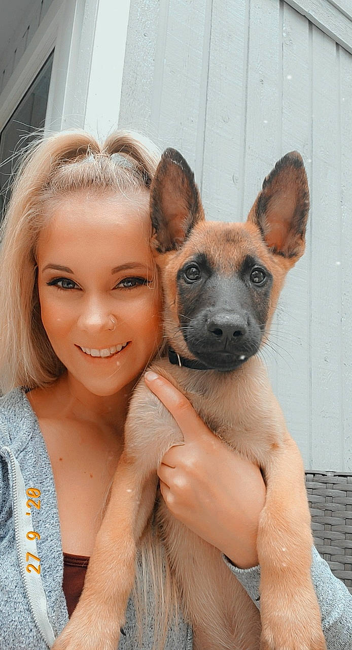 Samar is registered to the contest to win money with this photo: belgian_shepherd_malinois, canidae, carnivore, dog, dog_breed, fawn, mammal, snout, vertebrate