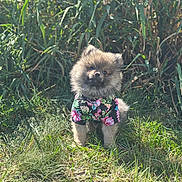 Louie joined the competition — help win amazing prizes! dog, puppy, fluffy, grass, greenery, outdoor, sunlight, nature, small_dog, pet, animal, cute, shirt, floral_pattern, summer, standing, fur, adorable, portrait, tropical