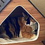 animal, calico_cat, cat, comfort, cozy, cushion, cute, domestic, feline, fur, home, indoor, pet, quiet, relaxation, resting, sleeping, soft, triangular_opening, wooden_house