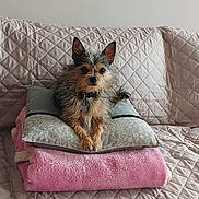 Francky a rejoint le concours — aidez-le/la à gagner de superbes lots ! animal, blanket, comfortable, companion, couch, cozy, cute, dog, domestic_animal, fur, furry, home, indoor, pet, pillow, quilted, relaxed, resting, sitting, small_dog