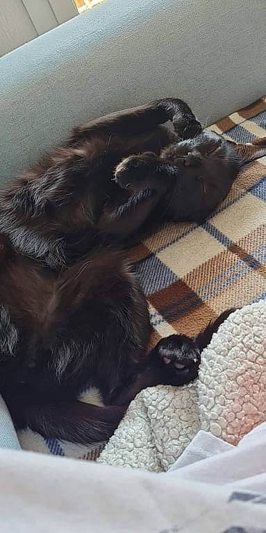 Plagg participe au concours pour gagner de l'argent avec cette photo : canidae, carnivore, cat, claw, comfort, companion_dog, dog_breed, fawn, felidae, flooring, fur, liver, paw, pet_supply, small_to_medium_sized_cats, snout, sporting_group, tail, vertebrate, whiskers