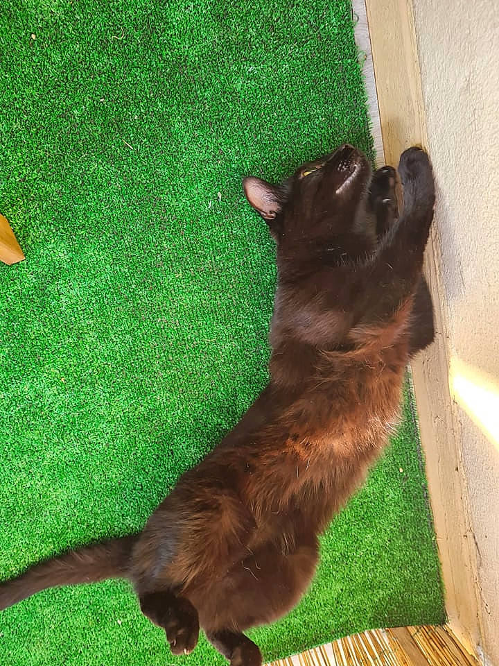 Plagg a rejoint le concours — aidez-le/la à gagner de superbes lots ! black_cat, carnivore, companion_dog, dog_breed, domestic_short_haired_cat, fawn, felidae, flooring, fur, grass, green, liver, paw, small_to_medium_sized_cats, snout, tail, terrestrial_animal, toy_dog, whiskers, working_animal