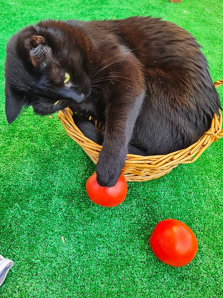 Plagg a rejoint le concours — aidez-le/la à gagner de superbes lots ! ball, bombay, carnivore, cat, comfort, companion_dog, dog_breed, domestic_short_haired_cat, felidae, grass, green, liver, plant, recreation, small_to_medium_sized_cats, snout, sports_equipment, tail, terrestrial_animal, whiskers