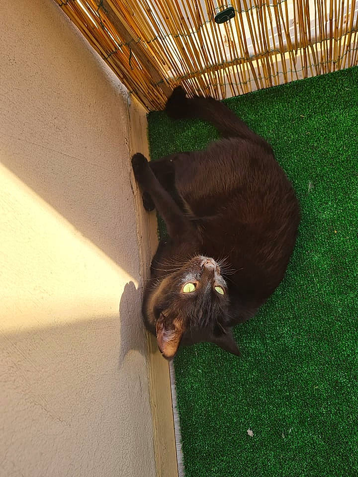 Plagg a rejoint le concours — aidez-le/la à gagner de superbes lots ! canidae, carnivore, cat, ceiling, comfort, dog_breed, fawn, felidae, flooring, fur, grass, hardwood, liver, small_to_medium_sized_cats, sporting_group, tail, terrestrial_animal, tints_and_shades, whiskers, wood