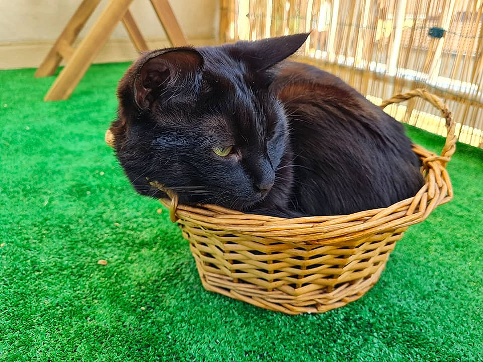 Plagg participe au concours pour gagner de l'argent avec cette photo : bag, basket, canidae, carnivore, cat, domestic_short_haired_cat, felidae, fur, grass, pet_supply, picnic_basket, plant, small_to_medium_sized_cats, sporting_group, storage_basket, tail, terrestrial_animal, whiskers, wicker, wood