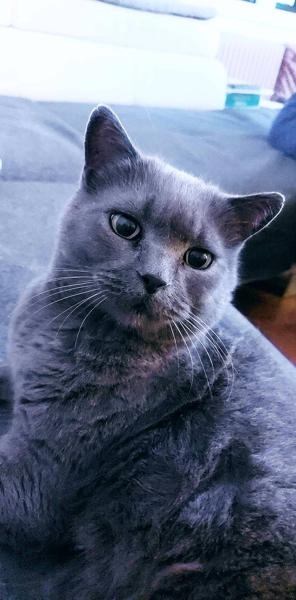 Gaston a rejoint le concours — aidez-le/la à gagner de superbes lots ! british_shorthair, carnivore, cat, chartreux, domestic_short_haired_cat, felidae, fur, grey, iris, korat, monochrome_photography, nebelung, russian_blue, small_to_medium_sized_cats, snout, terrestrial_animal, vertebrate, whiskers