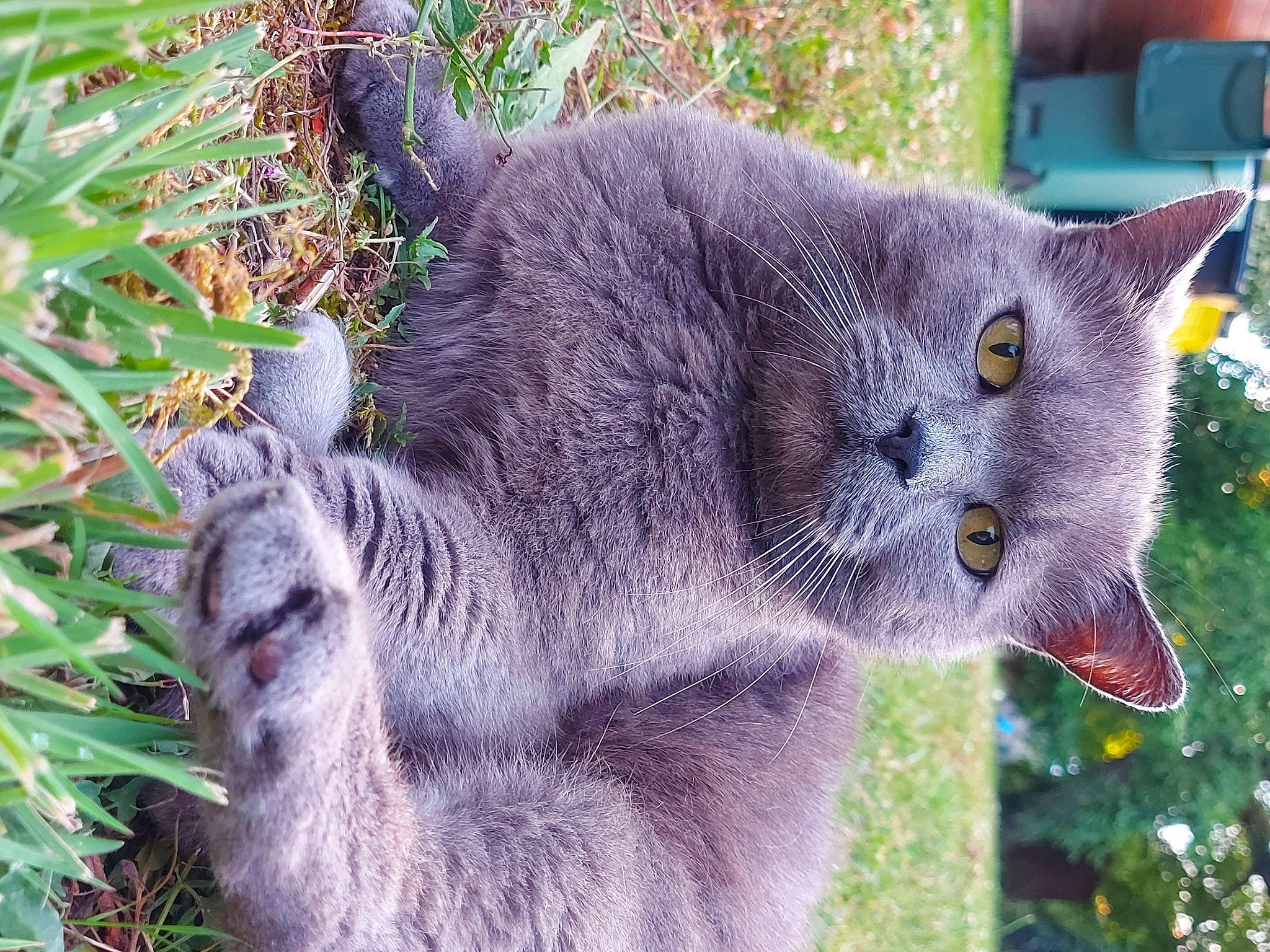 Gaston participe au concours pour gagner de l'argent avec cette photo : adaptation, british_shorthair, carnivore, cat, chartreux, felidae, fur, grass_family, grey, groundcover, korat, organism, plant_community, russian_blue, small_to_medium_sized_cats, snout, terrestrial_animal, vertebrate, whiskers, wildlife