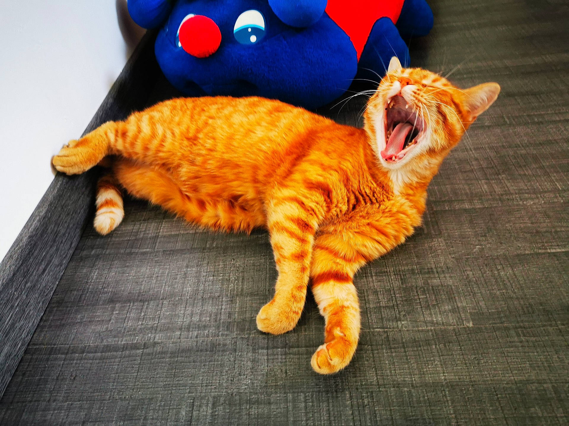 Kalif participe au concours pour gagner de l'argent avec cette photo : carnivore, cat, claw, facial_expression, felidae, fur, orange, paw, peach, small_to_medium_sized_cats, snout, tabby_cat, tail, toe, tongue, tooth, vertebrate, whiskers, yawn, yellow