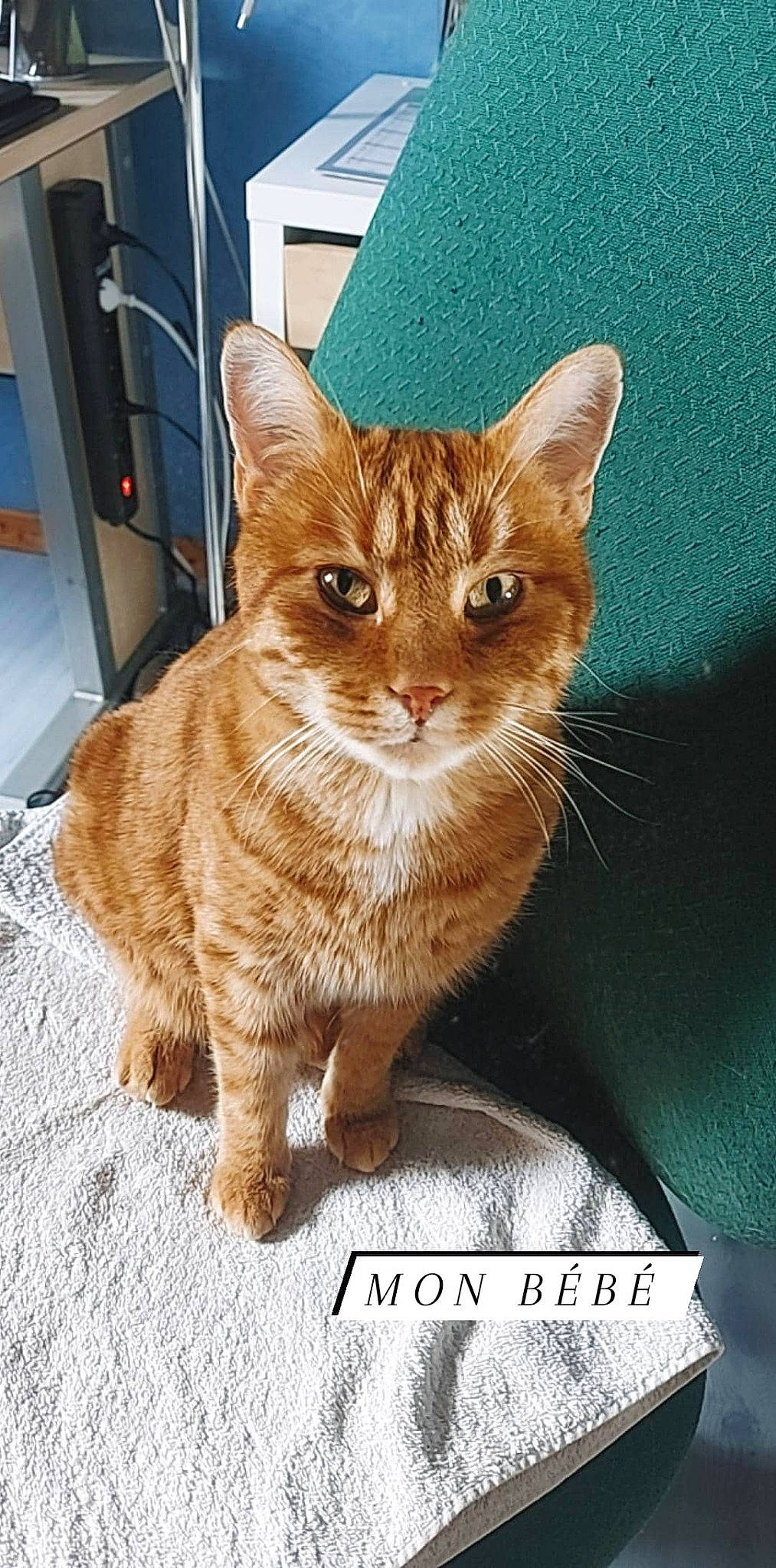 Kalif a rejoint le concours — aidez-le/la à gagner de superbes lots ! brown, carnivore, cat, domestic_short_haired_cat, fawn, felidae, fur, kitten, liver, small_to_medium_sized_cats, snout, tabby_cat, tail, terrestrial_animal, vertebrate, whiskers