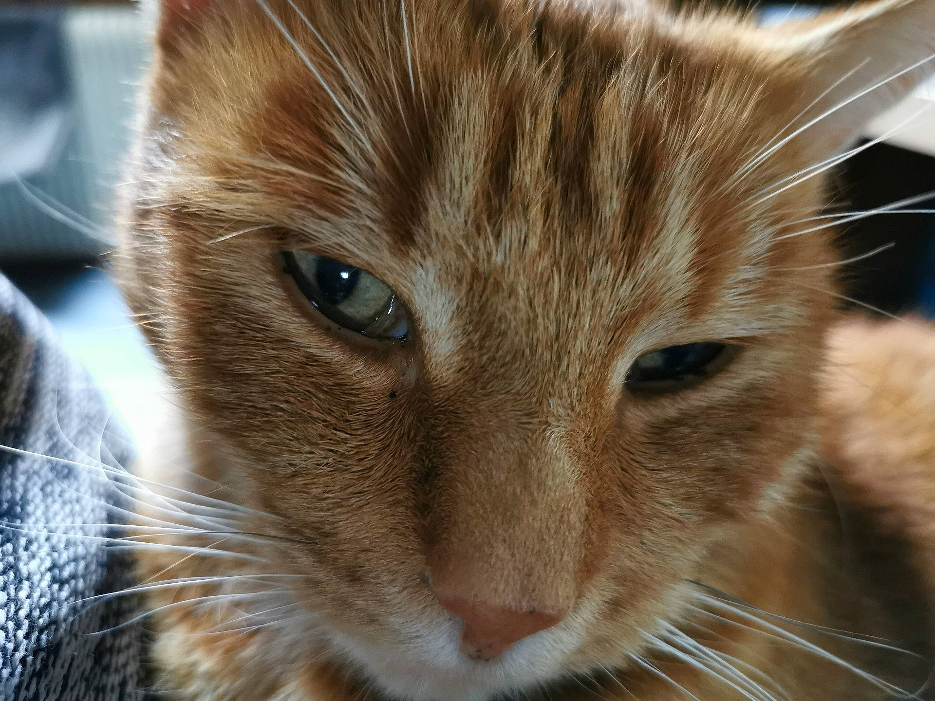 Kalif participe au concours pour gagner de l'argent avec cette photo : beige, carnivore, cat, close_up, curious, fawn, felidae, fur, iris, kitten, small_to_medium_sized_cats, snout, vertebrate, whiskers