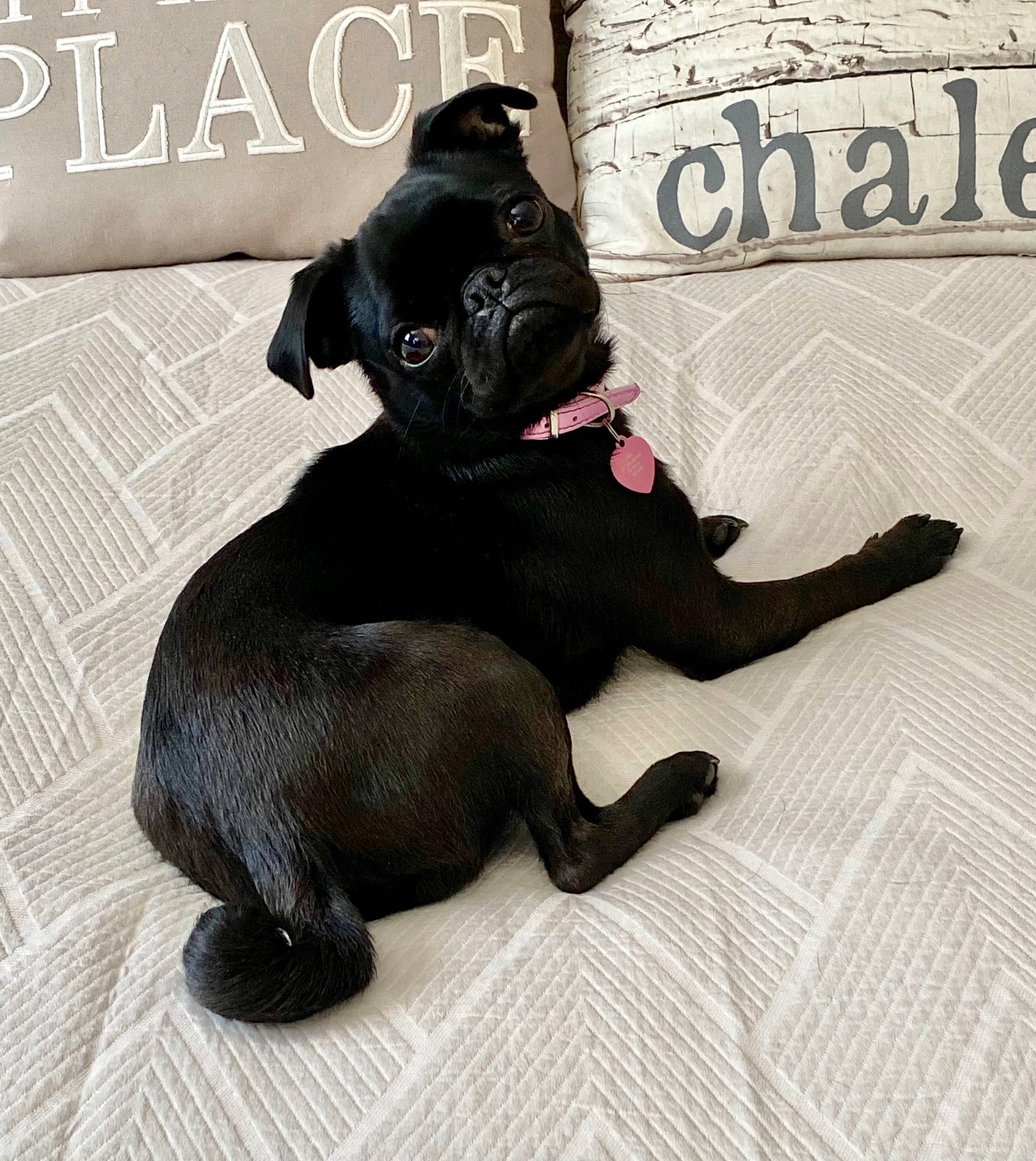 Cloé joined the competition — help win amazing prizes! borador, canidae, carnivore, comfort, companion_dog, dog, dog_breed, dog_collar, dog_supply, font, fur, liver, mammal, paw, pet_supply, snout, sporting_group, tail, terrestrial_animal, working_animal