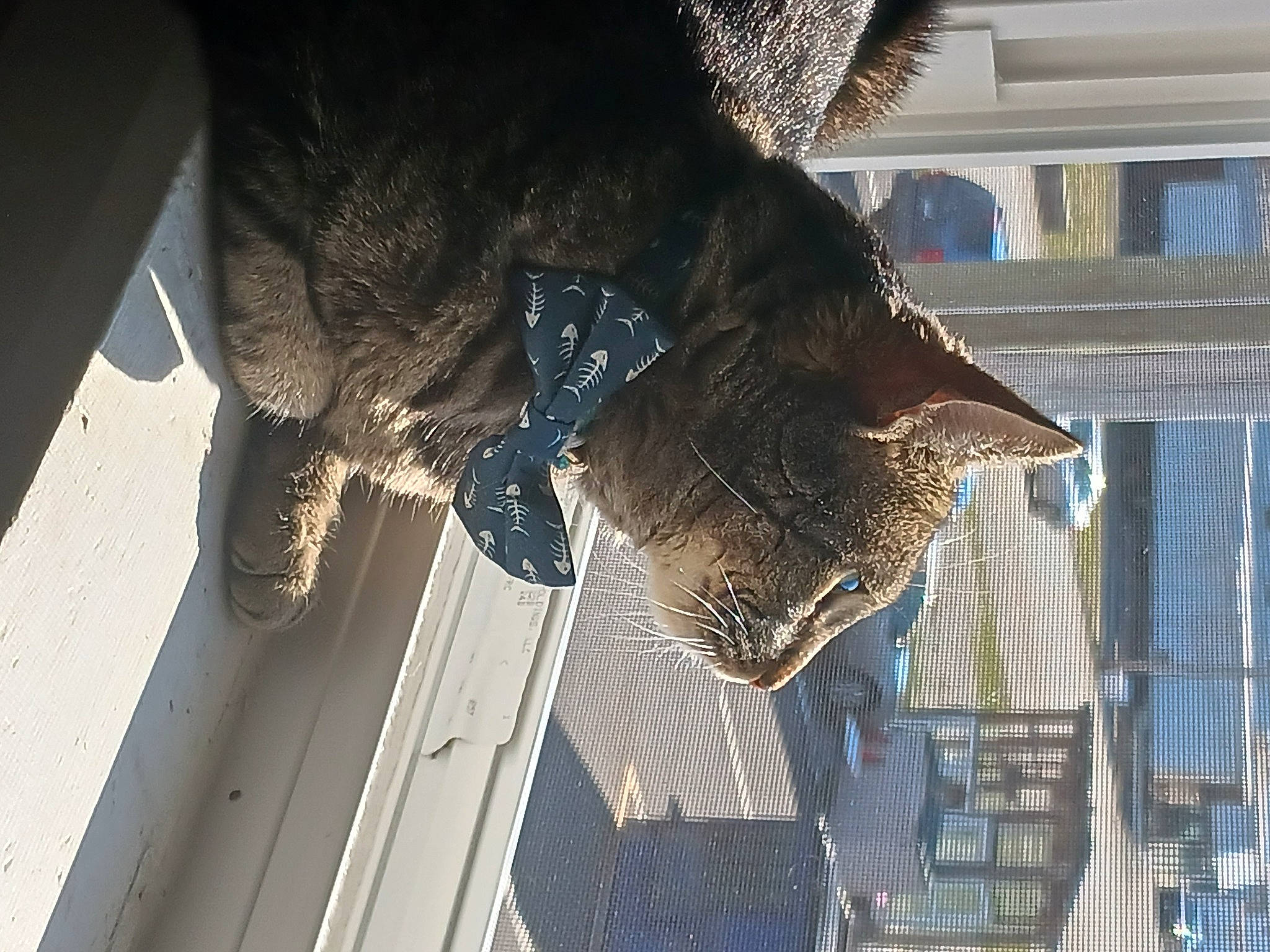 Spencer joined the competition — help win amazing prizes! carnivore, cat, cat_supply, domestic_short_haired_cat, felidae, fur, hat, mammal, pattern, pet_supply, small_to_medium_sized_cats, snout, sporting_group, tail, vertebrate, whiskers, window, wing, wood