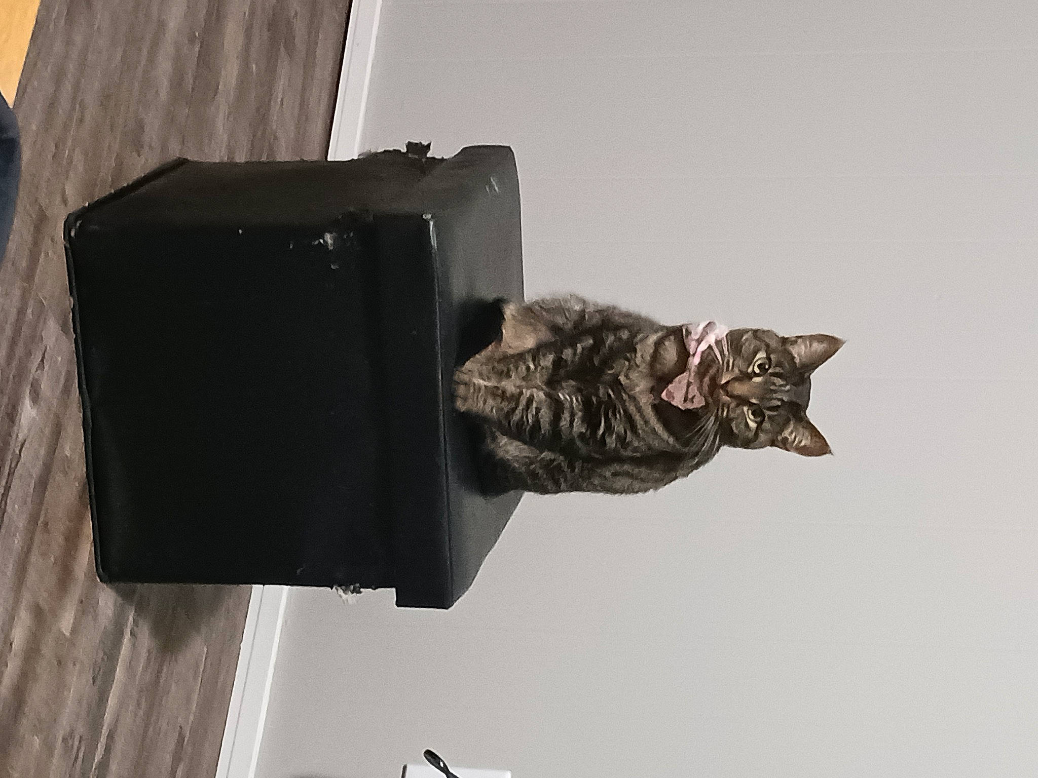 Pip joined the competition — help win amazing prizes! art, carnivore, cat, domestic_short_haired_cat, felidae, gas, grey, metal, room, sculpture, security, shadow, small_to_medium_sized_cats, tail, whiskers, wood