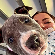 Baya a rejoint le concours — aidez-le/la à gagner de superbes lots ! dog, puppy, pitbull, close_up, nose, face, human_face, person, eyes, whiskers, collar, indoor, ceiling_beams, blanket, patterned_blanket, portrait, cuddling, playful, cute, animal