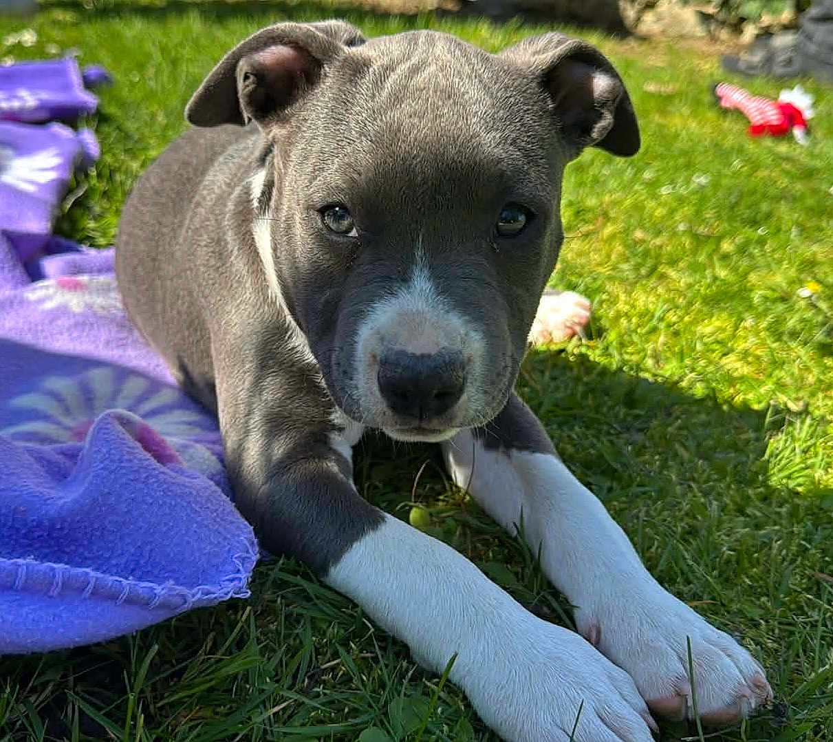 Baya a rejoint le concours — aidez-le/la à gagner de superbes lots ! dog, puppy, grass, blanket, purple_blanket, paws, nose, eyes, face, outdoor, close_up, portrait, cute, pet, playful, lawn, sunlight, resting, white_paws, muzzle