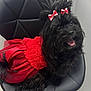 dog, black_dog, pet, dress, red_dress, bow, red_bow, chair, indoor, happy, tongue_out, fur, cute, small_dog, animal, seated, modern_chair, floor, fur_texture, smiling