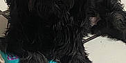 Princess joined the competition — help win amazing prizes! dog, black_dog, toy, floor, tile_floor, pet, animal, indoor, laying_down, fur, paw, cute, domestic_animal, companion, resting, playful, canine, pet_toy, relaxed, household